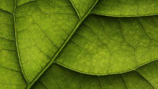 close up of an avocado leaf with a stem running diagonally from left to right