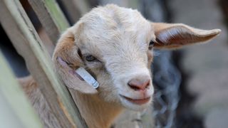 photo of a goat kid sticking its head through a fence